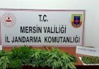 Mersin'de uyuşturucu operasyonu: 7 gözaltı