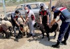 Hayvan Hırsızları Mersin ili Jandarma Komutanlığı Ekiplerinden Kaçamadı
