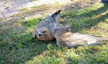 Temizlik personelinden yaralı şahine yardım Eli