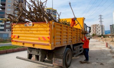 Büyükşehir, 26. Cadde’deki Ağaçları Koruma Altına Aldı
