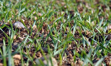 Tarsus’tan İstanbul’a Tubitak Projesi İçin 1 Milyon Tohum