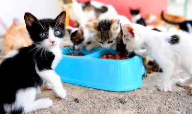 Büyükşehir, Can Dostların Bakımını İhmal Etmiyor