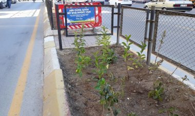 Büyükşehir Tarsus’ta Fidanları Toprakla Buluşturmaya Devam Ediyor