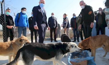 Akdeniz Belediyesi, Sokak Hayvanları İçin Yuva Yapıyor