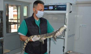 Yavru Timsaha Büyükşehir Veteriner Hekimleri Sahip Çıktı