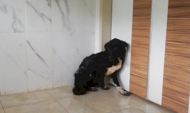 Mantar, Mersin Büyükşehir’le Hayata Tutundu