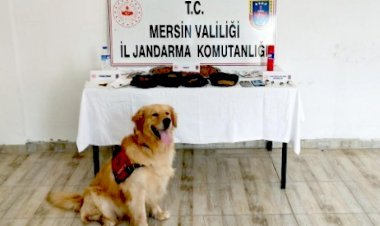 Yasa Dışı Kenevir Ekimi Yapan 3 Kişi Yakalandı