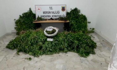 Mersin'de Bahçelerine Kenevir Bitkisi Eken 7 Kişi Gözaltına Alındı