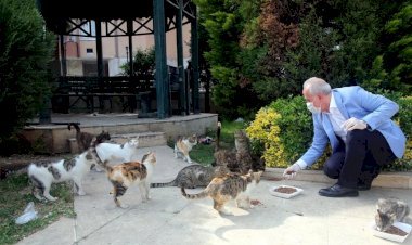 Başkan Gültak'tan Sokak Hayvanları İçin Çağrı