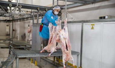 Büyükşehir, Bu Bayramda  Da Hijyenik Ve Modern  Kesimhaneleriyle Hizmette