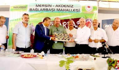 Bağlarbaşı’nda Yılın  ‘İlk  Siyah  İncir  Hasadı ’ Başladı