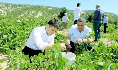 Gülnar’da Kişniş (Kuş Üzümü) Hasadı Başladı