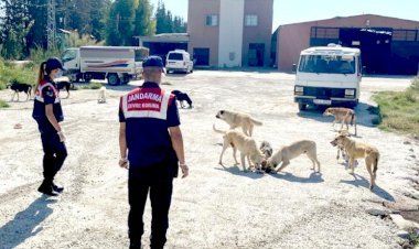 Jandarma  Dilsiz  Dostlarımızın  Yanında