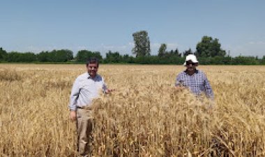 TARSUS'DA YERLI MILLI ARPA ÇEŞITLERININ HASADI DEVAM EDIYOR