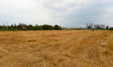 Tarsus Belediyesi 22 Ton Saman Balyasını Hayvan Üreticilerine Ücretsiz Dağıtacak
