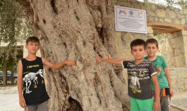 TARSUS SARIULAK ZEYTINI ANIT AĞACI’NIN KORUMA ALANI