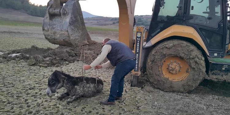 Ayağı Kırıldığı İçin Ölüme Terk Edilen Eşek Saplandıgı Bataklıktan Kurtarıldı