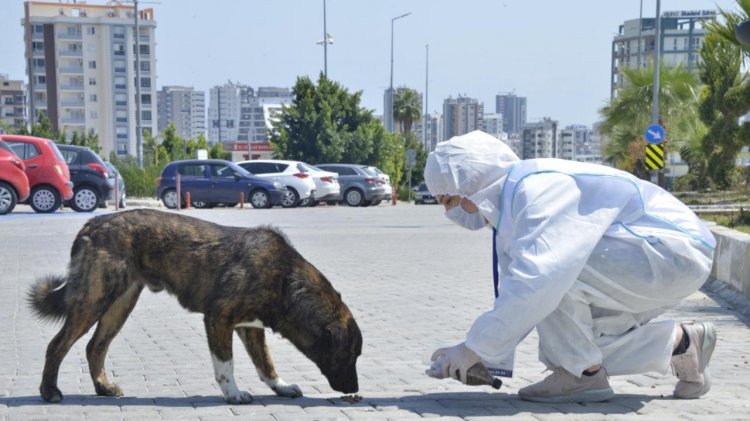 Yenişehir Belediyesi Sokak Hayvanlarını Yalnız Bırakmadı