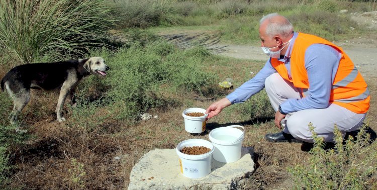 Sokak Hayvanları, Akdeniz Belediyesi’nin Koruması Altında