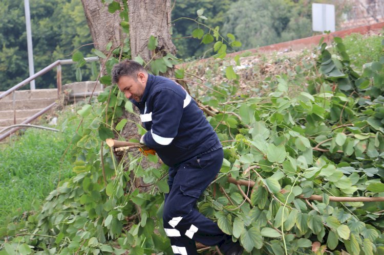 Toroslar'da Ağaçlara Kış Bakımı