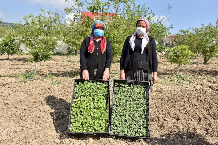 Tarsus Belediye Başkanı Bozdoğan, Yerli Tohumları Toprakla Buluşturdu