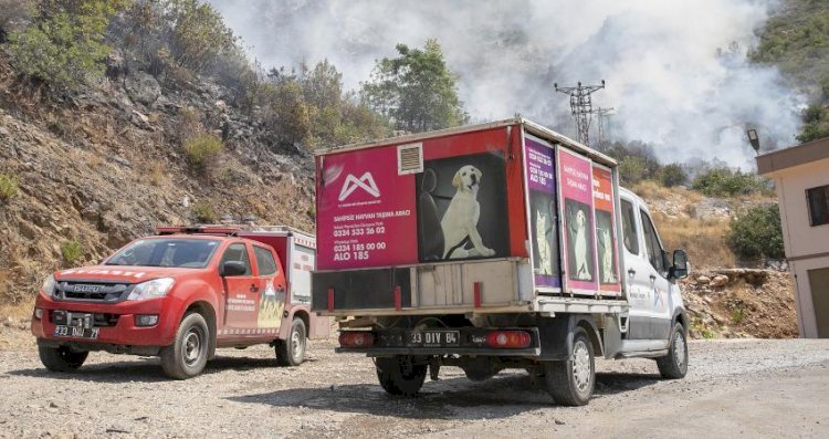 Mersin Büyükşehir, Yangından Etkilenen Hayvanlar İçin Yardıma Koştu