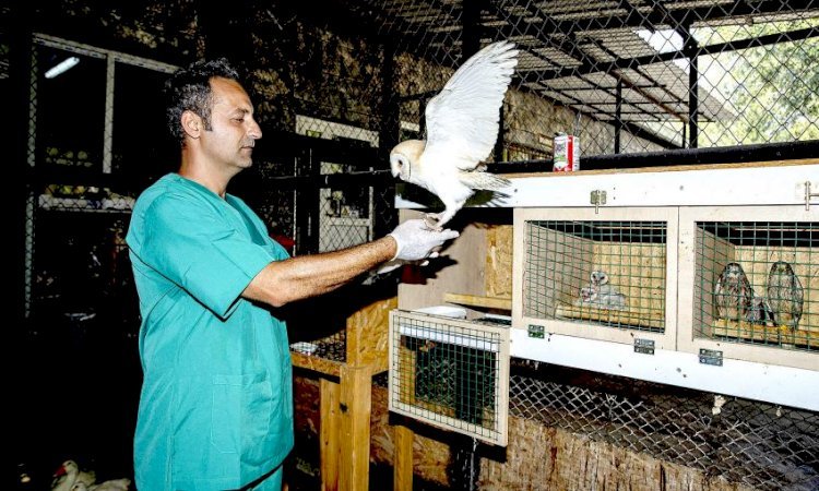 Yavru  Baykuş  Ayda, Tarsus Doğa  Parkı’nda Hayat Buldu