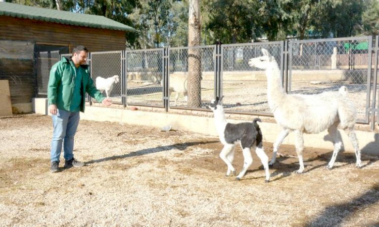 Büyükşehir Tarsus Doğa Parkı, Yeni Doğumlara Ev Sahipliği Yapmaya Devam Ediyor