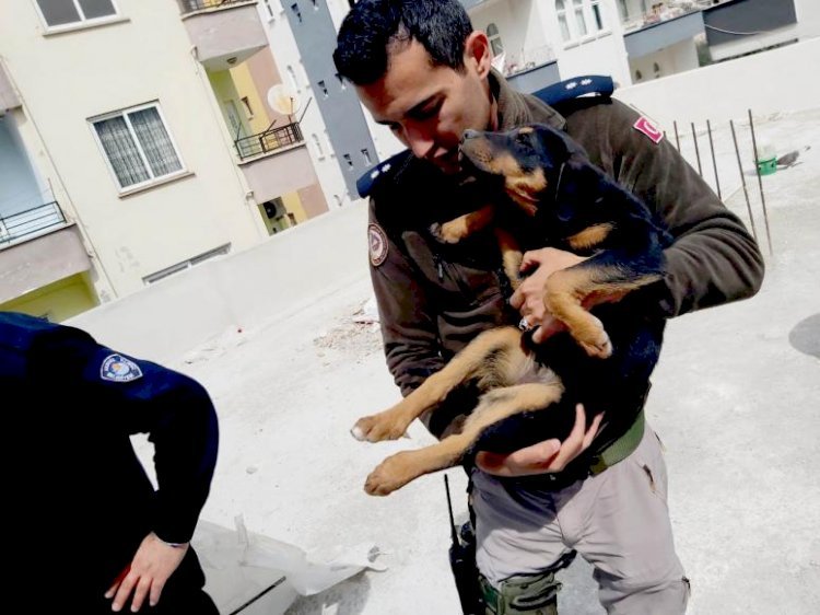 Şiddet Gören Yavru Köpeği Mersin Polisi Sahiplendi