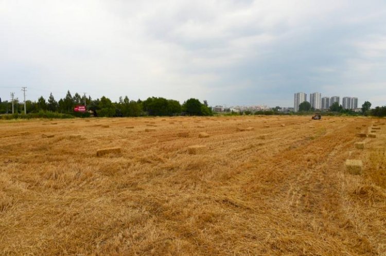 Tarsus Belediyesi 22 Ton Saman Balyasını Hayvan Üreticilerine Ücretsiz Dağıtacak